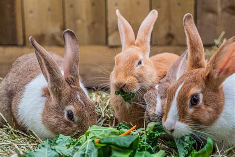 What Do Rabbits Eat Rabbit Foods And Diets Rabbit Feed Guide