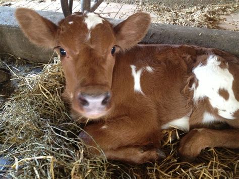 Ayrshire Heifer Calf Animals For Kids Farm Animals Animals And Pets