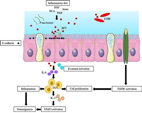 Frontiers Gut Dysbiosis And Intestinal Barrier Dysfunction Potential
