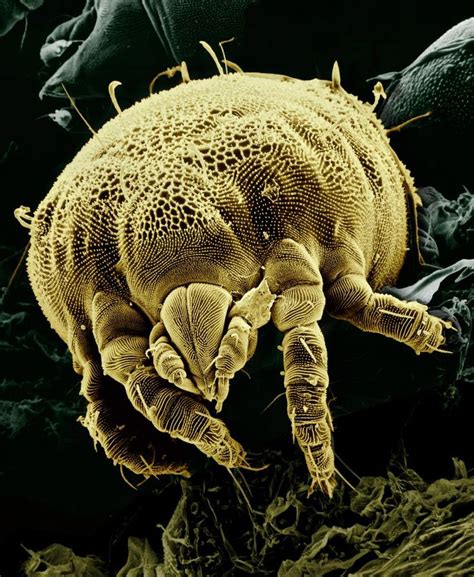 Mite Sets New Record As Worlds Fastest Land Animal Things Under A