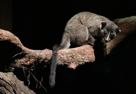Small Toothed Palm Civet Zoochat
