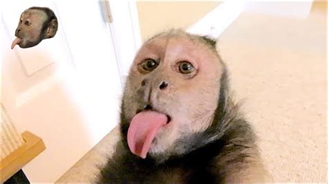 Pet Capuchin Monkey