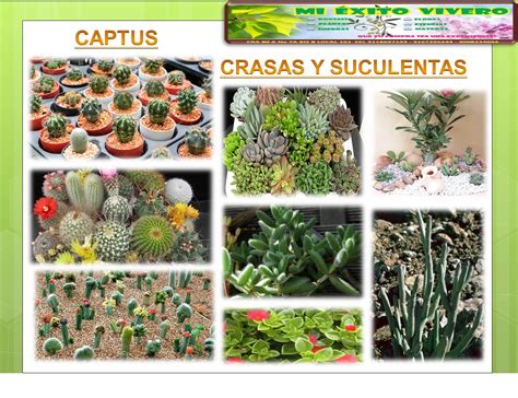 Mi Éxito Vivero Jardineria Catalogo Cactus Crasas Y Suculentas