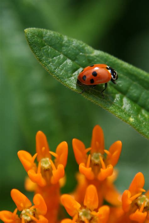 Ladybug 002 Shortyw81 Flickr