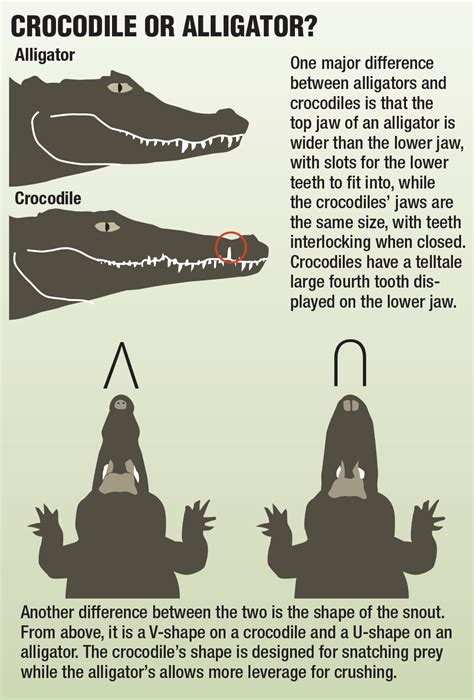 Find the best time for a phone meeting. Saltwater Crocs: Largest Reptiles on Earth - The Blade