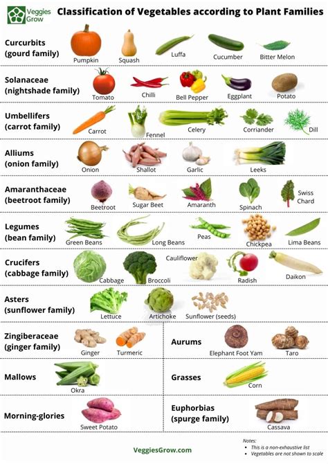 Free Poster Classification Of Vegetables According To Plant Families