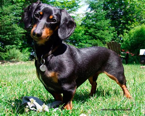 Choose your favorite coloring page and color it in bright colors. Being a Miniature Dachshund - Crusoe the Celebrity Dachshund