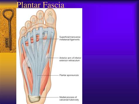 Ppt Ankle And Foot Powerpoint Presentation Free Download Id1726100