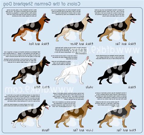 German Shepherd Breeds List Petsidi