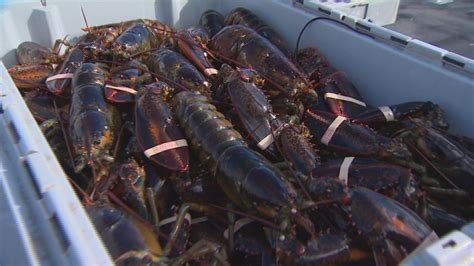 Lobster Pound Owner Fined 100k For Illegally Selling First Nations