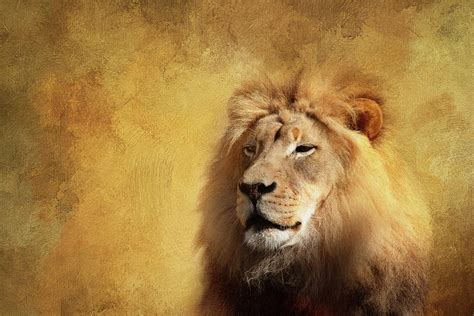 Majestic Lion Digital Art By Terry Davis Fine Art America