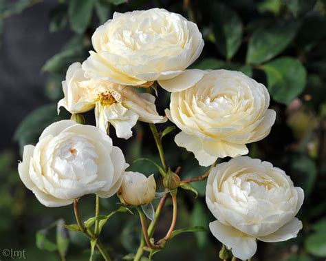 Family this is my first austin rose, and so far i am very pleased with it! Hemingway Roses: Windermere David Austin Rose