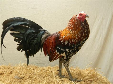 Gerrard spangled hatch gamefowl | backyard chickens. Spangle Game Fowl | Gallinas y gallos, Aves de colores y Gallineros