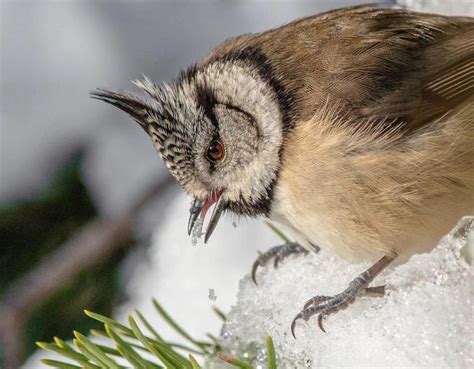 Crowd Results Birds In The Snow Bird Photo Contest Photocrowd