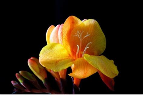 While the color is often a bit softer and more inviting than, say. 30+ Types of Orange and Yellow Flowers, HD IMAGES ...