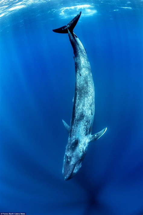 Photographer Captures Breathtaking Images As He Swims With Blue Whale