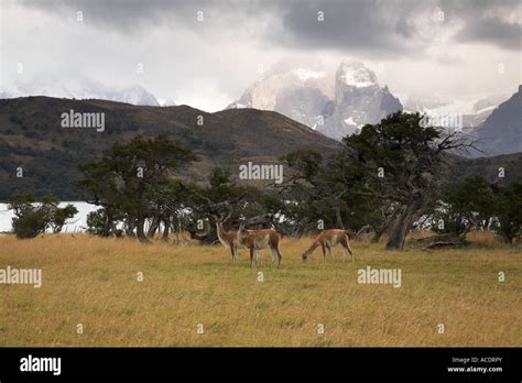 Torres del Paine National Park Chile Stock Photo - Alamy