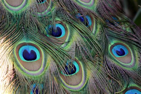 Free photo: Close-up of Peacock - Animal, Wings, Wildlife - Free