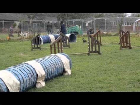 Baby dogs cute and funny dog videos compilation 3 aww animals. Wiener Dog Doing Agility Makes Up the Rules on the Fly ...