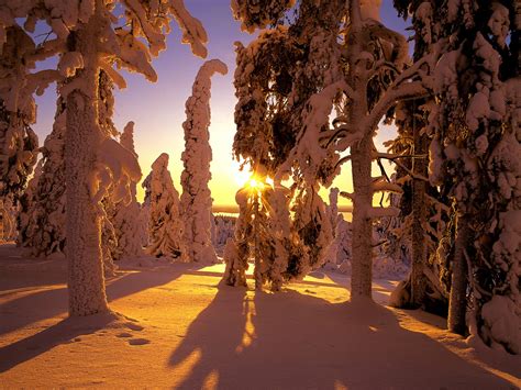 Wallpaper Sunlight Trees Landscape Night Nature Snow Winter