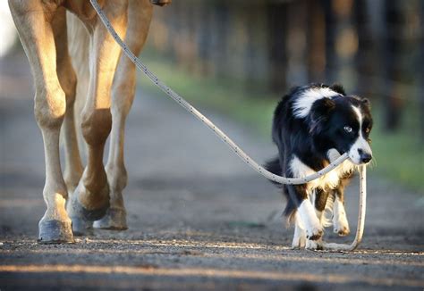 This Is A Dog That Rides Horses And Its Utterly Brilliant Horses