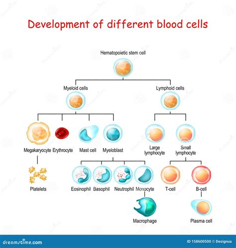 Development Of Different Blood Cells From Haematopoietic Stem Cell To