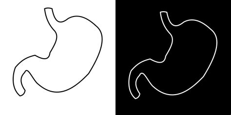 Outline Vector Drawing Of The Human Stomach Illustration With Simple