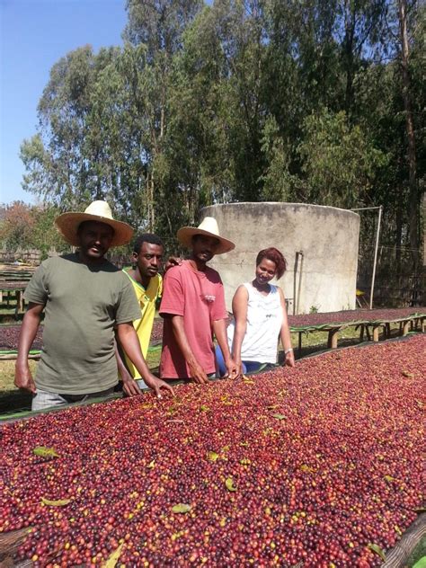 Ethiopias Coffee Farm Region Nomad Coffee Club