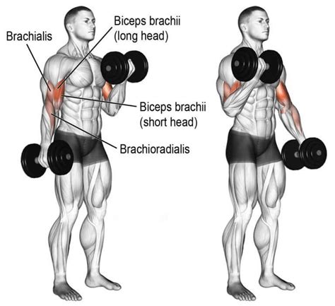 Complete Biceps Workout Bicepsworkout In Dumbbell Workout