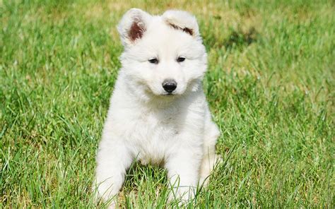 White Swiss Shepherds Puppies Breed Information And Puppies For Sale