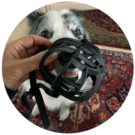 Dog Muzzle Training How To Muzzle Train My Dog Step By Step Guide
