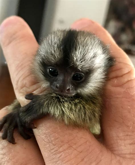 Pet Baby Monkey For Sale Uk Pets Animals Us