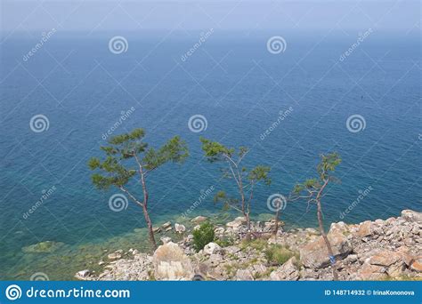 Three Pines On The Rocky Shore Of Lake Baikal Stock Photo Image Of
