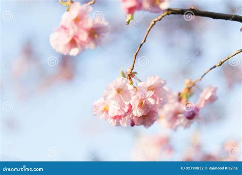 Pink Cherry Blossoms Sakura Against Clear Blue Sky Stock Photo Image