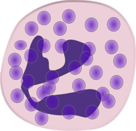Neutrophil Granulocyte Clip Art At Vector Clip Art Online