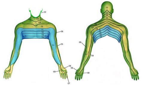 What Area Does The C5 C6 Nerve Control Dermatome Map