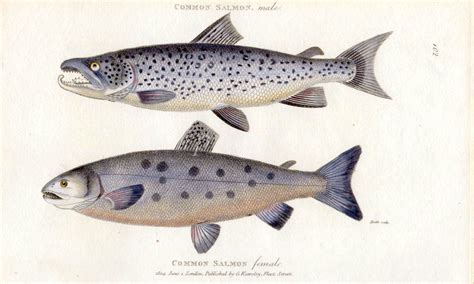 The Atlantic Salmon Male And Female Print