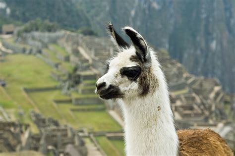 Filellama On Machu Picchu