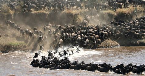 5 Day Wildebeest Migration Safari In Kenya Pamoja Tours And Travel