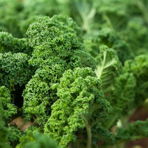 How To Grow Kale The Complete Guide To Growing Kale 5 Harvest Tips
