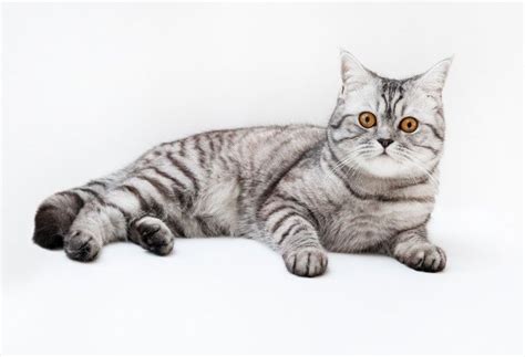 British Shorthair Cats Breed Facts Highlights And Buying Advice