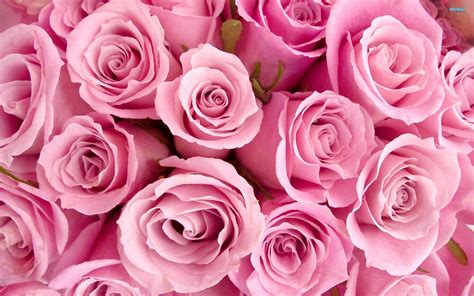 Pink Pretty Flower Pictures Pretty Pink Roses Roses Wallpaper