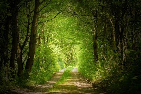 From darkness to light forest road path | Forest path, Forest road, Magic forest