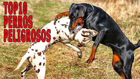 Top 10 Perros Mas Peligrosos Del Mundo Los Perros Mas