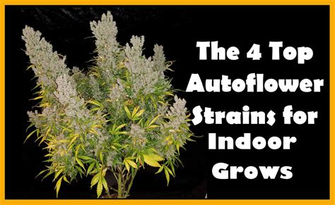 The 4 Top Autoflower Strains For 2018