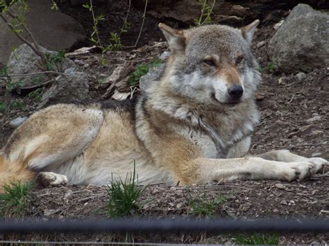 Eurasian Wolf Canis Lupus Lupus At Alpenzoo Innsbruck April 11 2015