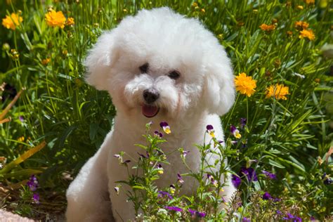 4 Bichon Frise Colors White Is Actually Not The Only Option