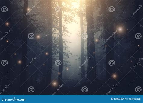 Magical Fantasy Fairy Lights In Enchanted Forest With Fog Royalty Free