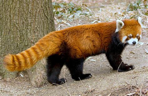 Red Panda Wikifur The Furry Encyclopedia