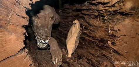 Meet “stuckie” — The Mummified Dog Who Has Been Stuck In A Tree For